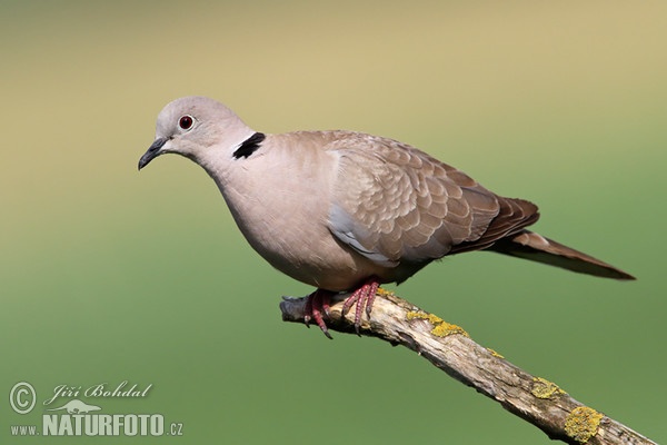 Collared Dove (Streptopelia decaocto)