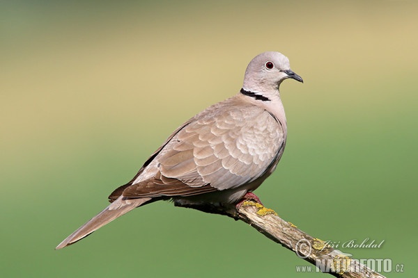 Collared Dove (Streptopelia decaocto)