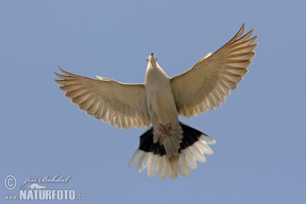 Collared Dove (Streptopelia decaocto)