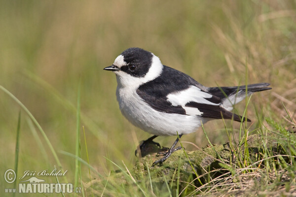 Collared Flycatcher (Ficedula albicollis)