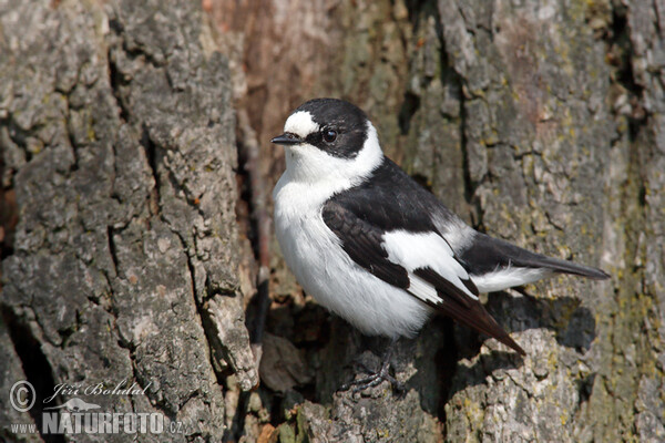 Collared Flycatcher (Ficedula albicollis)