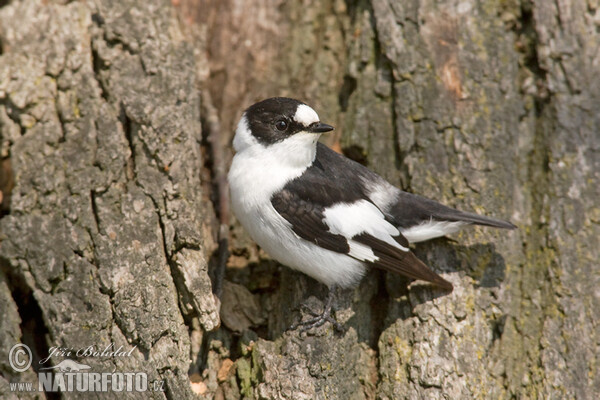 Collared Flycatcher (Ficedula albicollis)