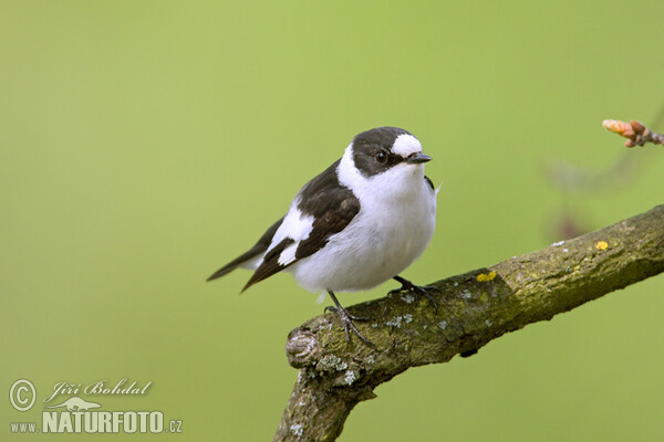 Collared Flycatcher (Ficedula albicollis)