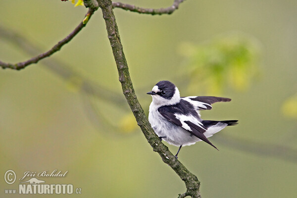 Collared Flycatcher (Ficedula albicollis)