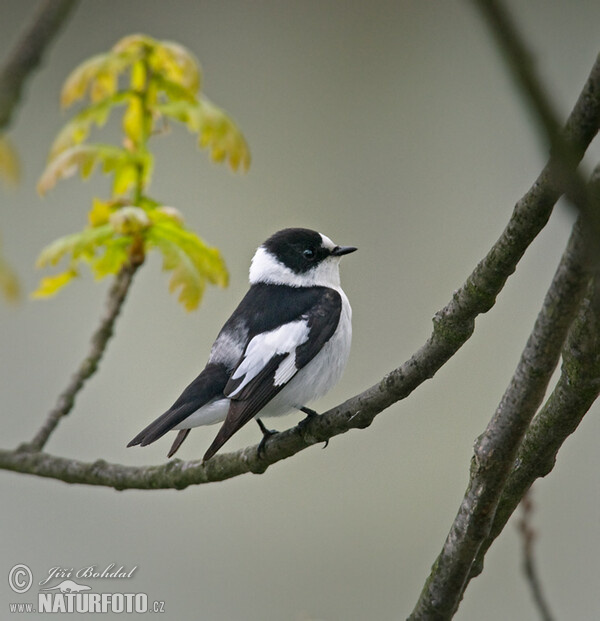 Collared Flycatcher (Ficedula albicollis)