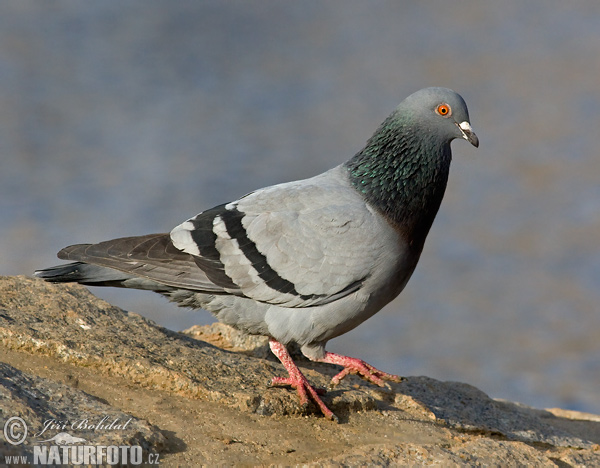 Columba livia f. domestica