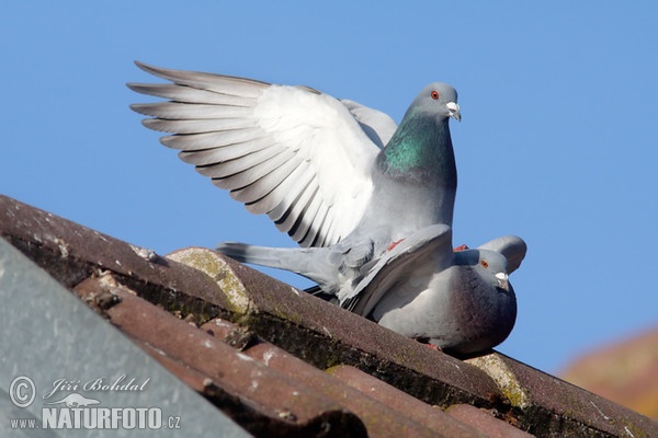 Columba livia f. domestica