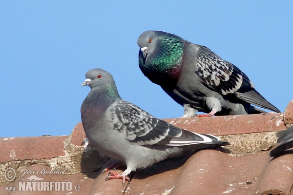 Columba livia f. domestica