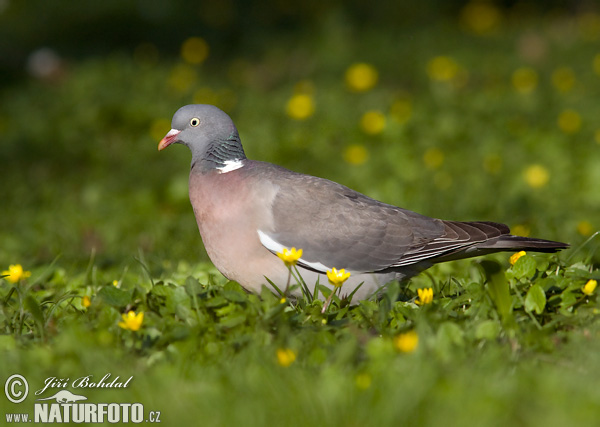 Columba palumbus