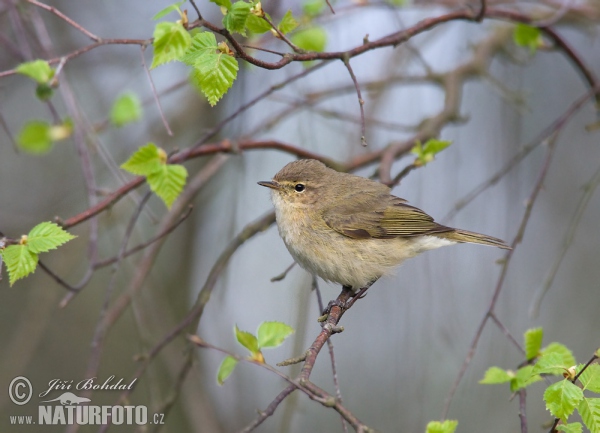 Common Chiffchaff (Phylloscopus collybita)