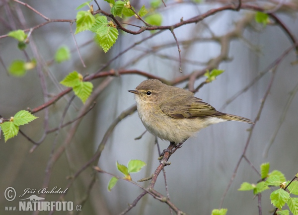 Common Chiffchaff (Phylloscopus collybita)