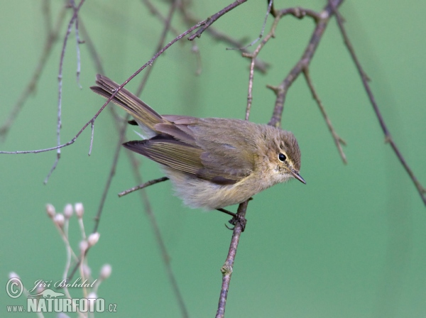 Common Chiffchaff (Phylloscopus collybita)