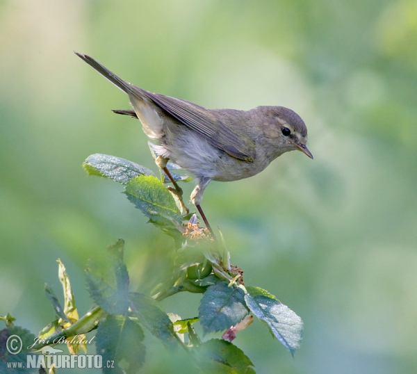 Common Chiffchaff (Phylloscopus collybita)