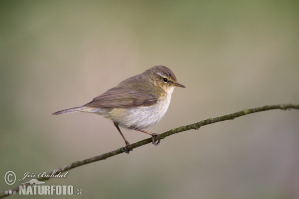 Common Chiffchaff (Phylloscopus collybita)