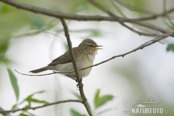 Common Chiffchaff (Phylloscopus collybita)