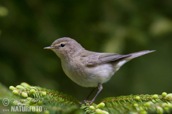 Common Chiffchaff (Phylloscopus collybita)