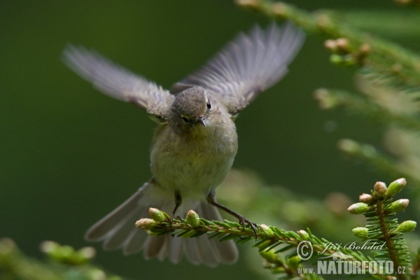 Common Chiffchaff (Phylloscopus collybita)