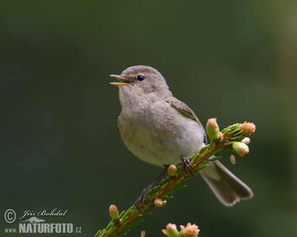 Common Chiffchaff (Phylloscopus collybita)