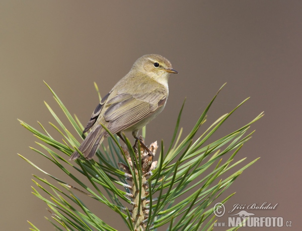 Common Chiffchaff (Phylloscopus collybita)