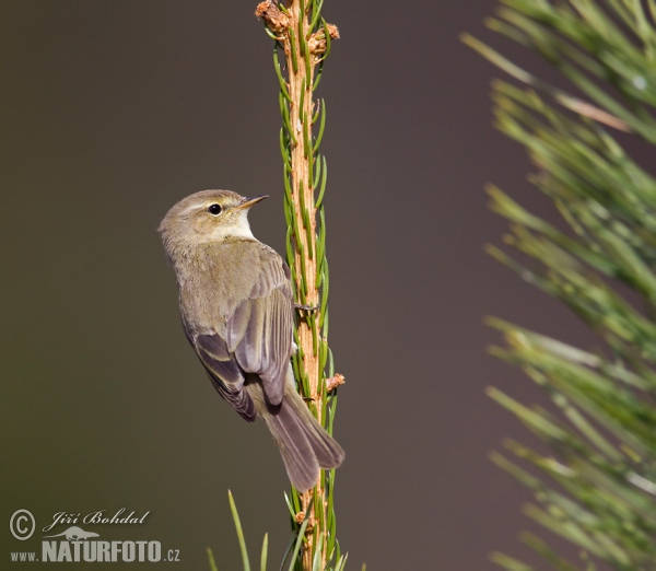 Common Chiffchaff (Phylloscopus collybita)