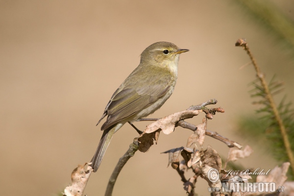 Common Chiffchaff (Phylloscopus collybita)