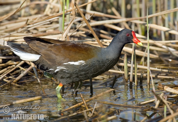 Common Gallinule (Gallinula chloropus)