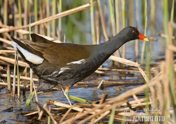 Common Gallinule (Gallinula chloropus)