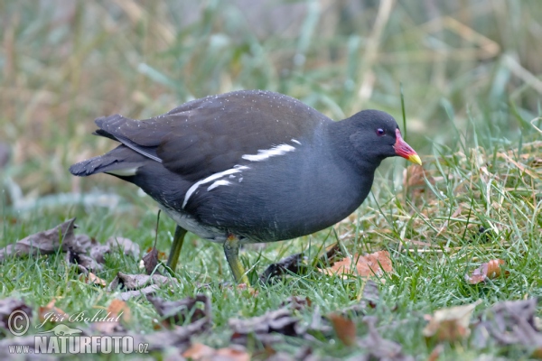 Common Gallinule (Gallinula chloropus)