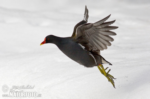 Common Gallinule (Gallinula chloropus)