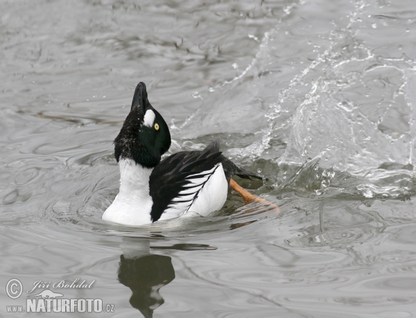 Common Goldeneye (Bucephala clangula)