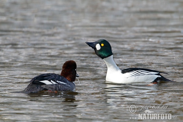 Common Goldeneye (Bucephala clangula)