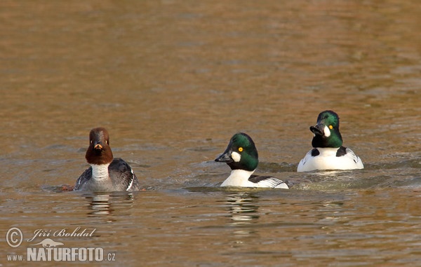 Common Goldeneye (Bucephala clangula)