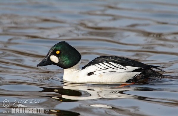 Common Goldeneye (Bucephala clangula)