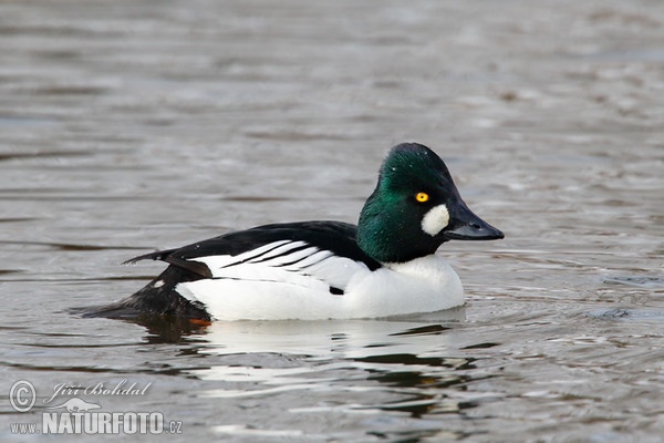 Common Goldeneye (Bucephala clangula)