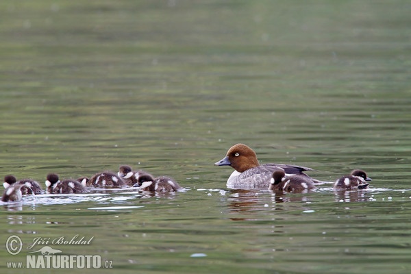 Common Goldeneye (Bucephala clangula)