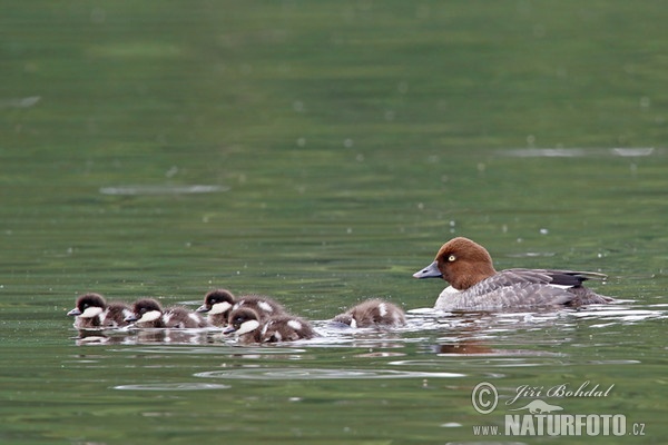 Common Goldeneye (Bucephala clangula)