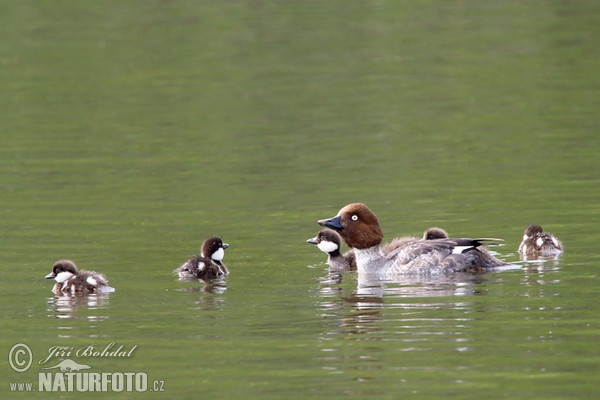 Common Goldeneye (Bucephala clangula)