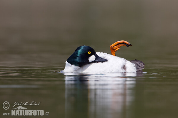 Common Goldeneye (Bucephala clangula)