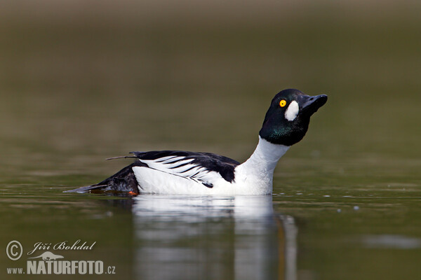 Common Goldeneye (Bucephala clangula)