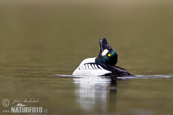 Common Goldeneye (Bucephala clangula)