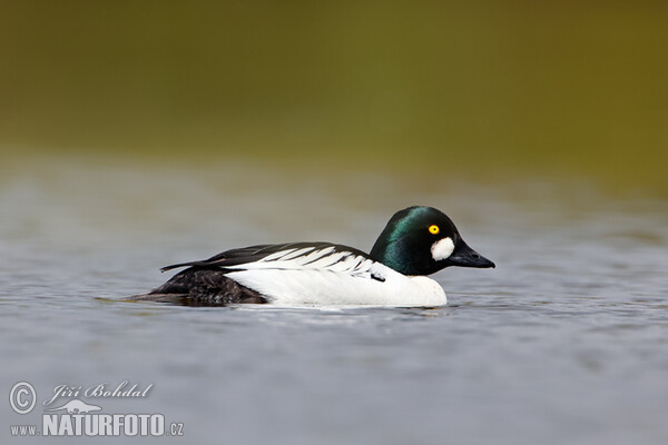 Common Goldeneye (Bucephala clangula)