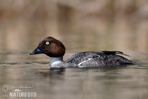 Common Goldeneye (Bucephala clangula)