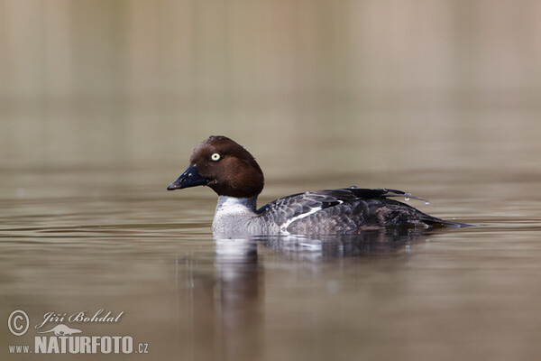 Common Goldeneye (Bucephala clangula)