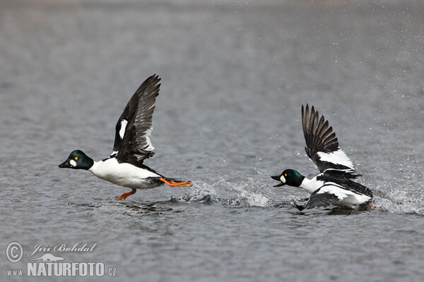 Common Goldeneye (Bucephala clangula)