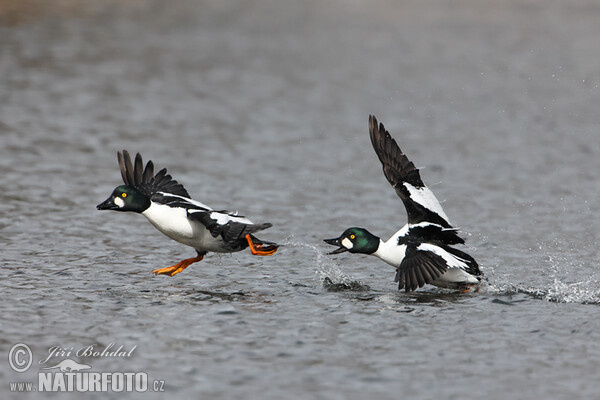 Common Goldeneye (Bucephala clangula)