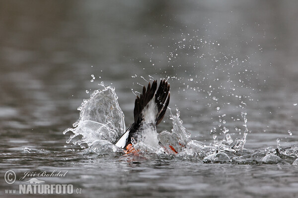Common Goldeneye (Bucephala clangula)