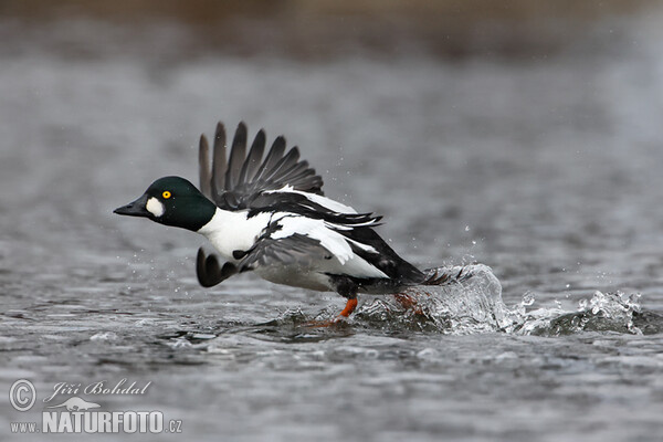Common Goldeneye (Bucephala clangula)