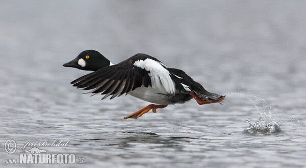 Common Goldeneye (Bucephala clangula)