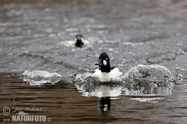 Common Goldeneye (Bucephala clangula)