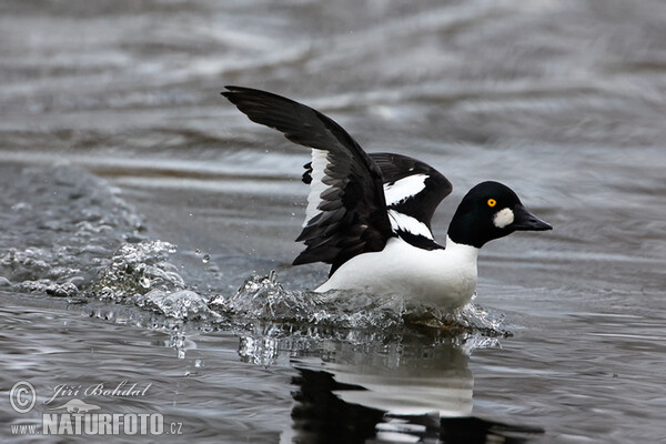 Common Goldeneye (Bucephala clangula)